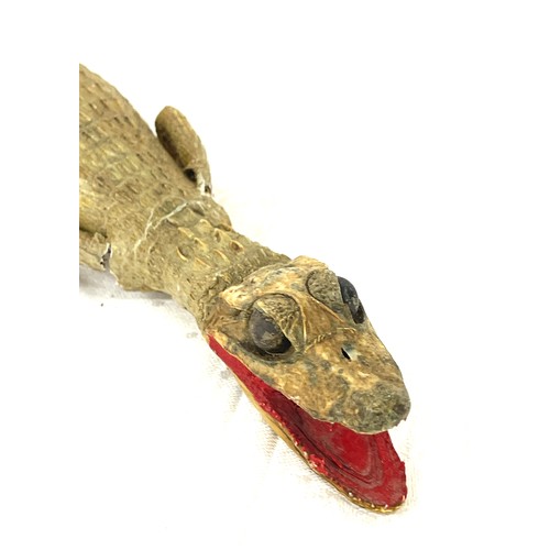 524 - Antique Taxidermy baby crocodile