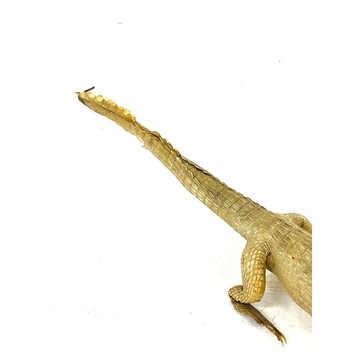 524 - Antique Taxidermy baby crocodile