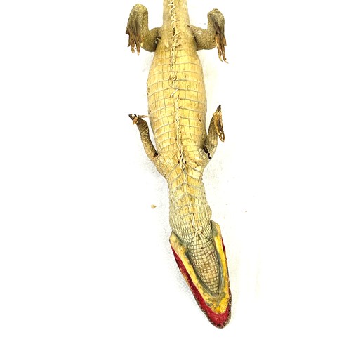 524 - Antique Taxidermy baby crocodile