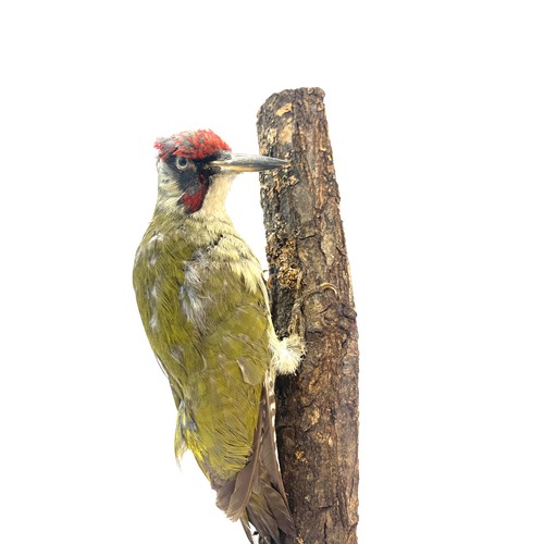 3 - Vintage taxidermy Woodpecker, overall approximate height: 12 inches