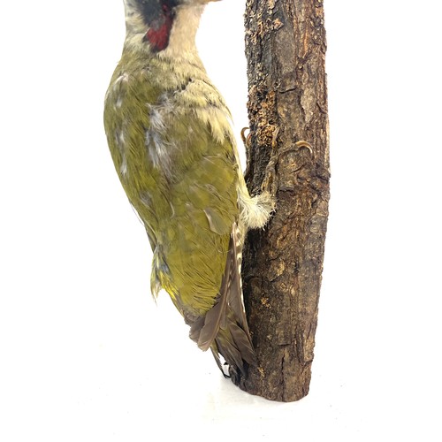 3 - Vintage taxidermy Woodpecker, overall approximate height: 12 inches