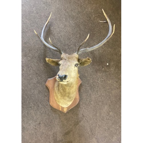 395 - Large taxidermy wall mounted deers head measures approx 48 inches tall