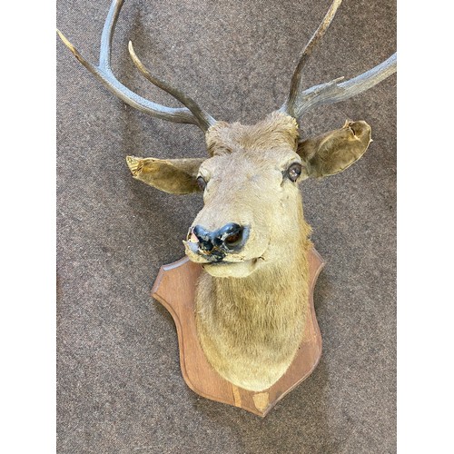 395 - Large taxidermy wall mounted deers head measures approx 48 inches tall