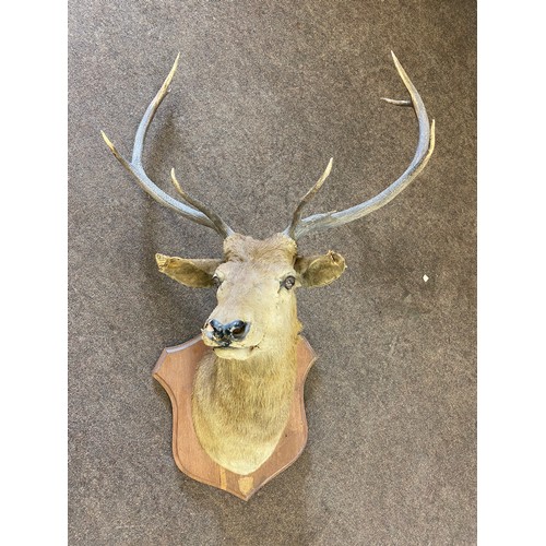 395 - Large taxidermy wall mounted deers head measures approx 48 inches tall