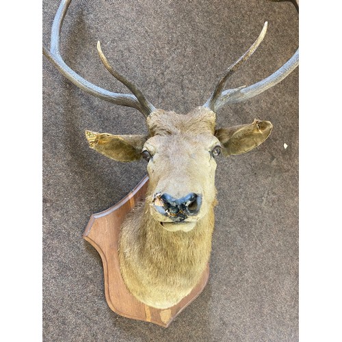 395 - Large taxidermy wall mounted deers head measures approx 48 inches tall