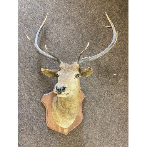 395 - Large taxidermy wall mounted deers head measures approx 48 inches tall