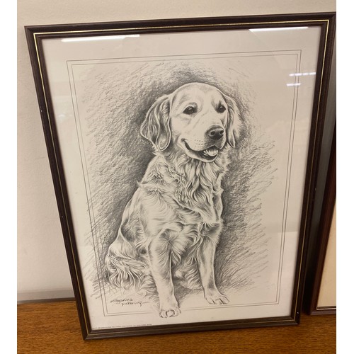 145 - Signed drawing of a golden retriever photograph, picture of a golden retriever standing and sitting ... 