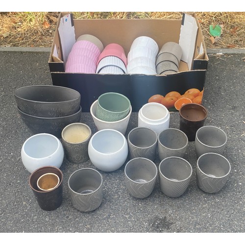 313 - Selection of various small garden plants largest measures approx 6cm diameter