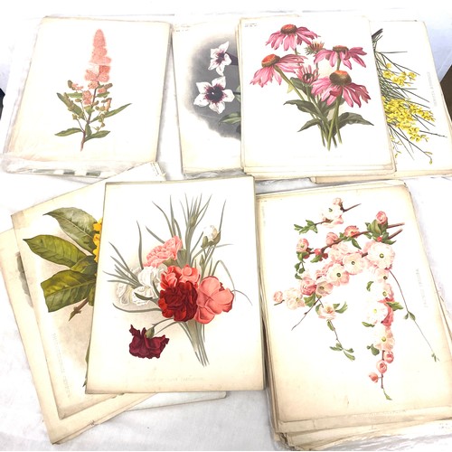 126 - Selection of pages from the book of flowers