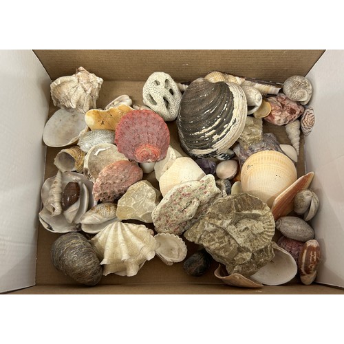134 - Selection of assorted shells
