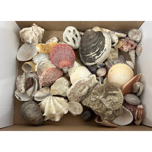 134 - Selection of assorted shells