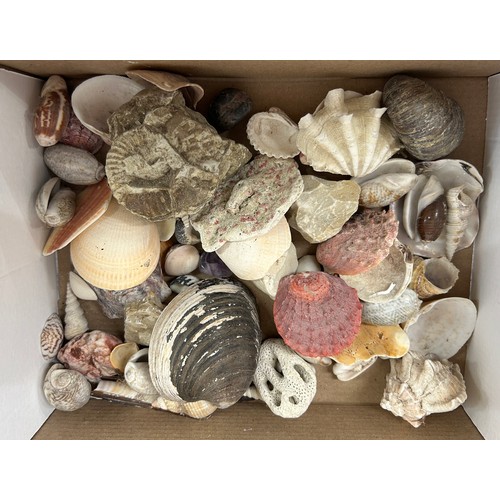 134 - Selection of assorted shells