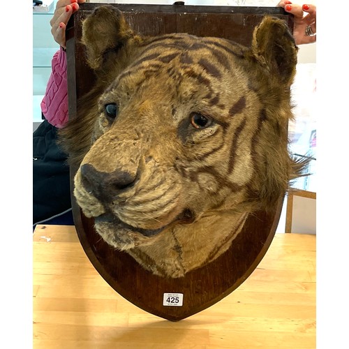 425 - Victorian taxidermy Tigers head, mounted on wooden plaque, plaque measures 25 x 15 inches, Shield to... 