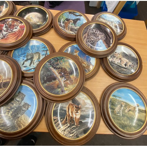 259 - Large selection of wooden framed collectors plates includes Edwin E Knowles, Jaguar in the hills etc