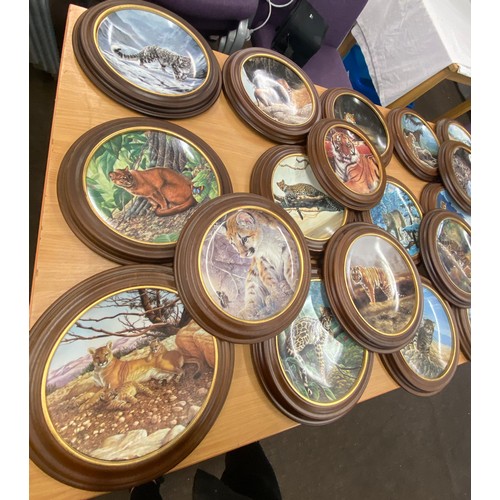 259 - Large selection of wooden framed collectors plates includes Edwin E Knowles, Jaguar in the hills etc
