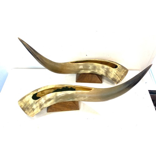 646 - Pair large animal horns, approximate length of each horn 21 inches