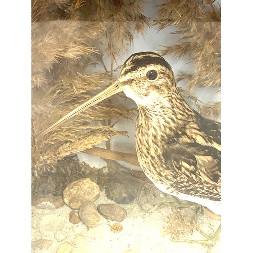 112 - Taxidermy cased Snipe bird, approximate casing measurements: 12 inch square, Depth 5 inches