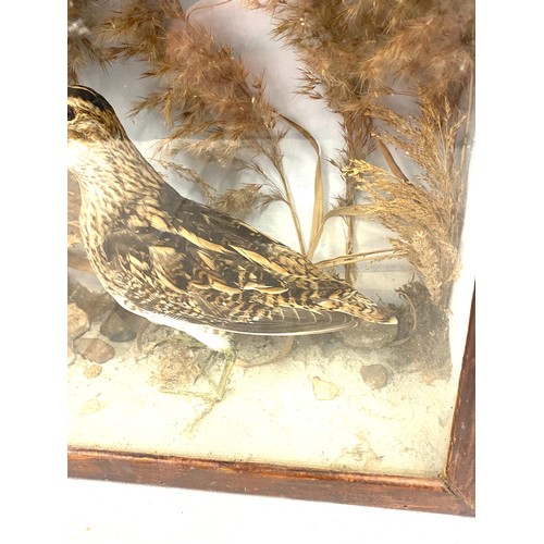 112 - Taxidermy cased Snipe bird, approximate casing measurements: 12 inch square, Depth 5 inches