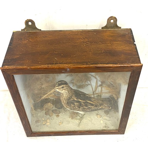 112 - Taxidermy cased Snipe bird, approximate casing measurements: 12 inch square, Depth 5 inches