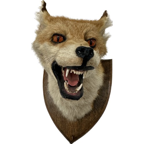 104 - Mounted taxidermy fox head