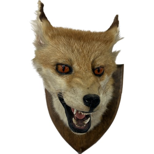 104 - Mounted taxidermy fox head