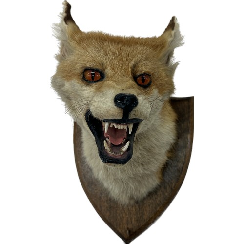 104 - Mounted taxidermy fox head