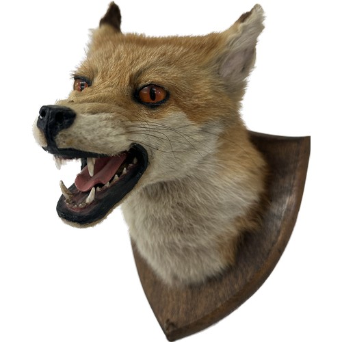 104 - Mounted taxidermy fox head