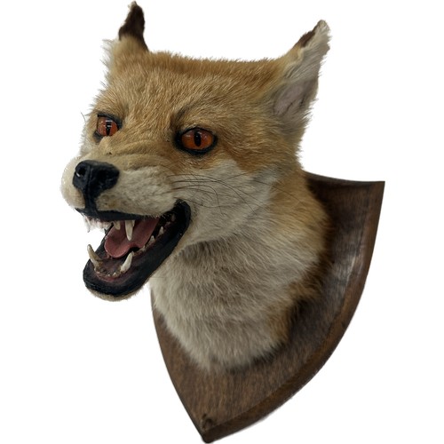 104 - Mounted taxidermy fox head