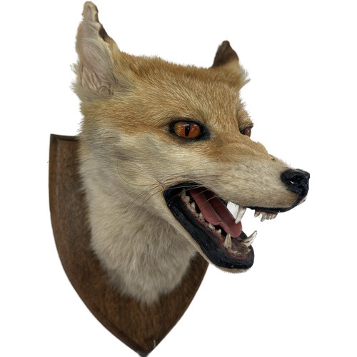 104 - Mounted taxidermy fox head