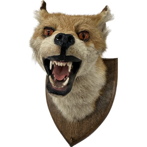 104 - Mounted taxidermy fox head