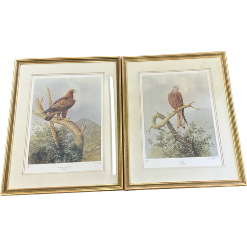 178 - Pair of framed signed limited edition prints by David Digby  includes Red Kite and Golden eagle meas... 