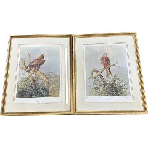 178 - Pair of framed signed limited edition prints by David Digby  includes Red Kite and Golden eagle meas... 