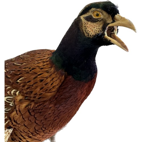 116 - Taxidermy male pheasant on stand, approximate measurements: Height 23.5 inches, Length including tai... 