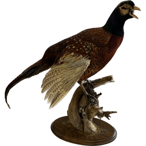 116 - Taxidermy male pheasant on stand, approximate measurements: Height 23.5 inches, Length including tai... 