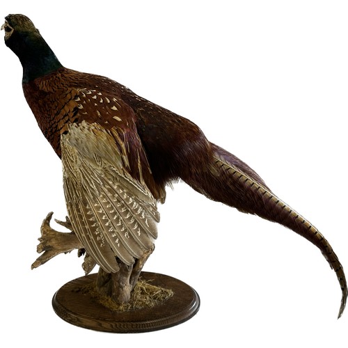 116 - Taxidermy male pheasant on stand, approximate measurements: Height 23.5 inches, Length including tai... 