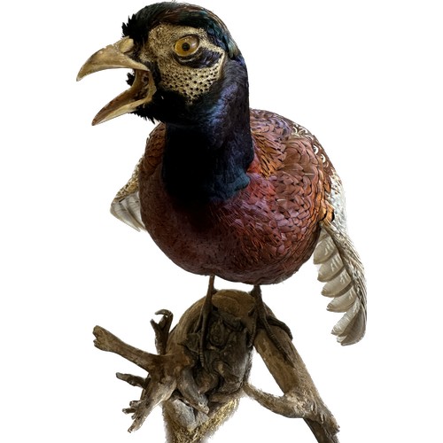 116 - Taxidermy male pheasant on stand, approximate measurements: Height 23.5 inches, Length including tai... 