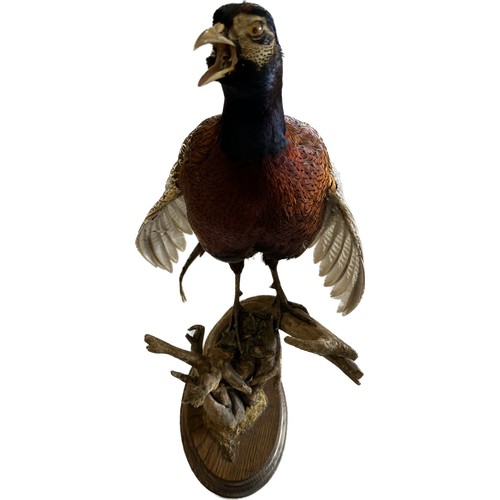 116 - Taxidermy male pheasant on stand, approximate measurements: Height 23.5 inches, Length including tai... 