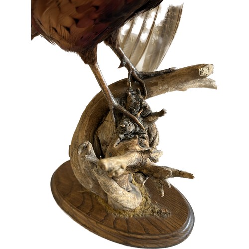 116 - Taxidermy male pheasant on stand, approximate measurements: Height 23.5 inches, Length including tai... 