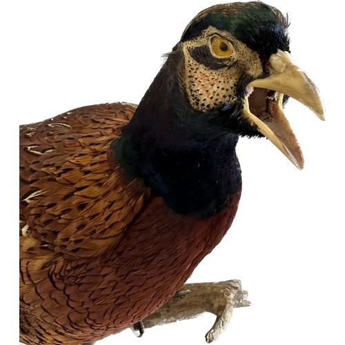 116 - Taxidermy male pheasant on stand, approximate measurements: Height 23.5 inches, Length including tai... 