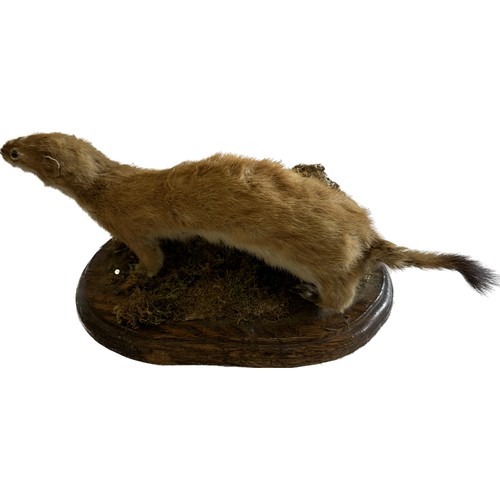 45 - Taxidermy stout on stand, approximate measurements: Height 5.5 inches,  Length 15 inches