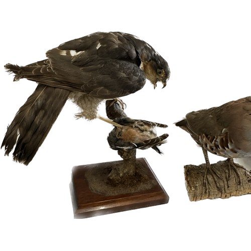 145 - Selection of 3 Taxidermy bids on stands to include a hawk, Jay etc