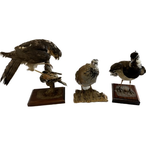 145 - Selection of 3 Taxidermy bids on stands to include a hawk, Jay etc