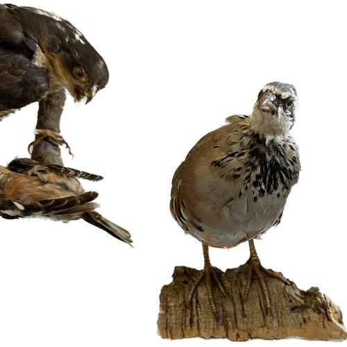 145 - Selection of 3 Taxidermy bids on stands to include a hawk, Jay etc