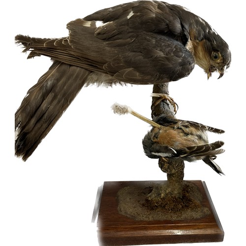 145 - Selection of 3 Taxidermy bids on stands to include a hawk, Jay etc