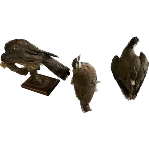 145 - Selection of 3 Taxidermy bids on stands to include a hawk, Jay etc