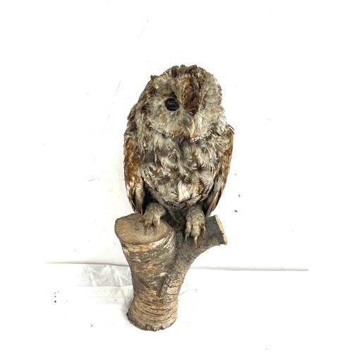 79 - Taxidermy owl on a wooden base measures approximately 14 inches tall