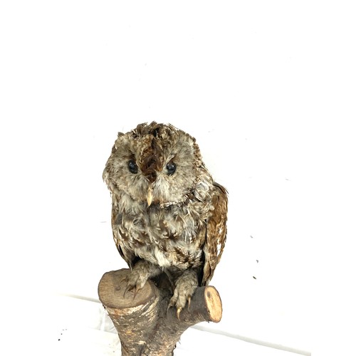 79 - Taxidermy owl on a wooden base measures approximately 14 inches tall