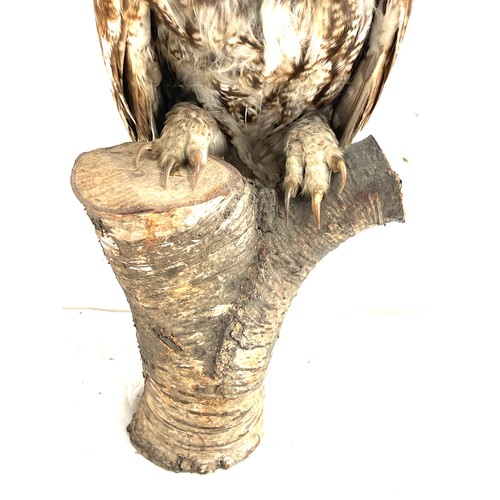 79 - Taxidermy owl on a wooden base measures approximately 14 inches tall