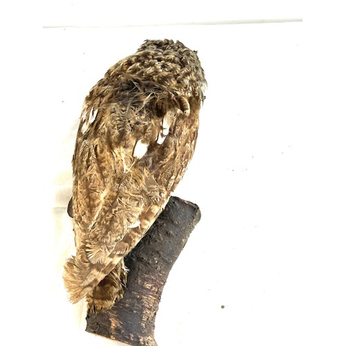 79 - Taxidermy owl on a wooden base measures approximately 14 inches tall