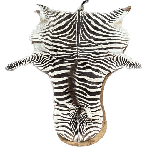 398 - Zebra skin meausres approx 115 inches long